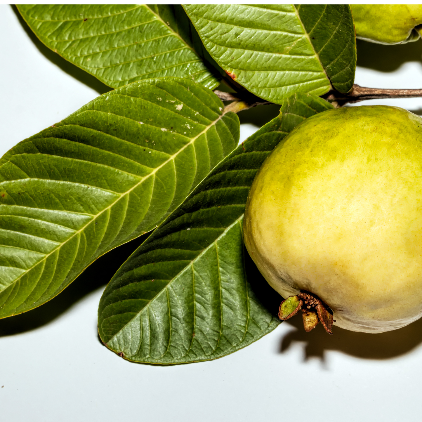 Guava leaf powder organic