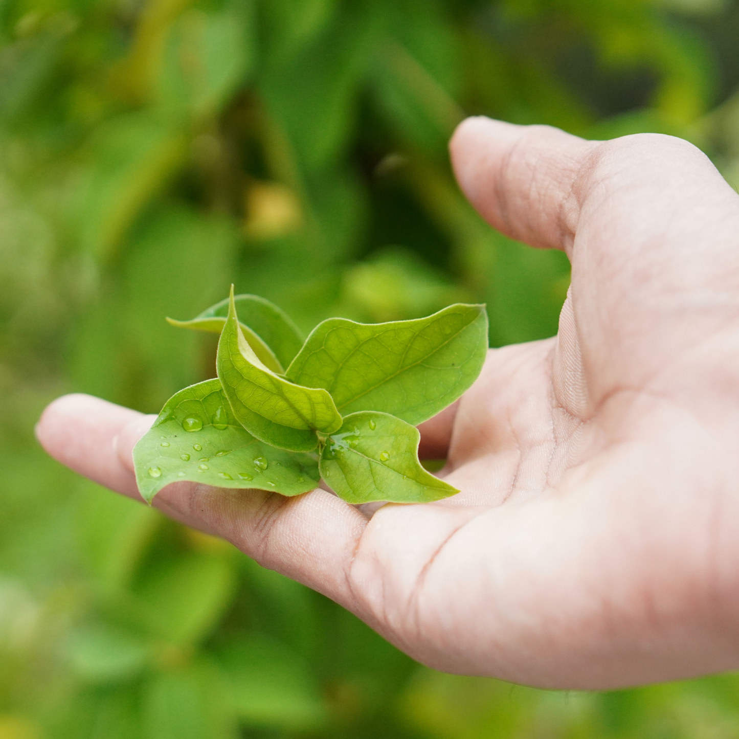 gymnema sylvestre herbal supplement