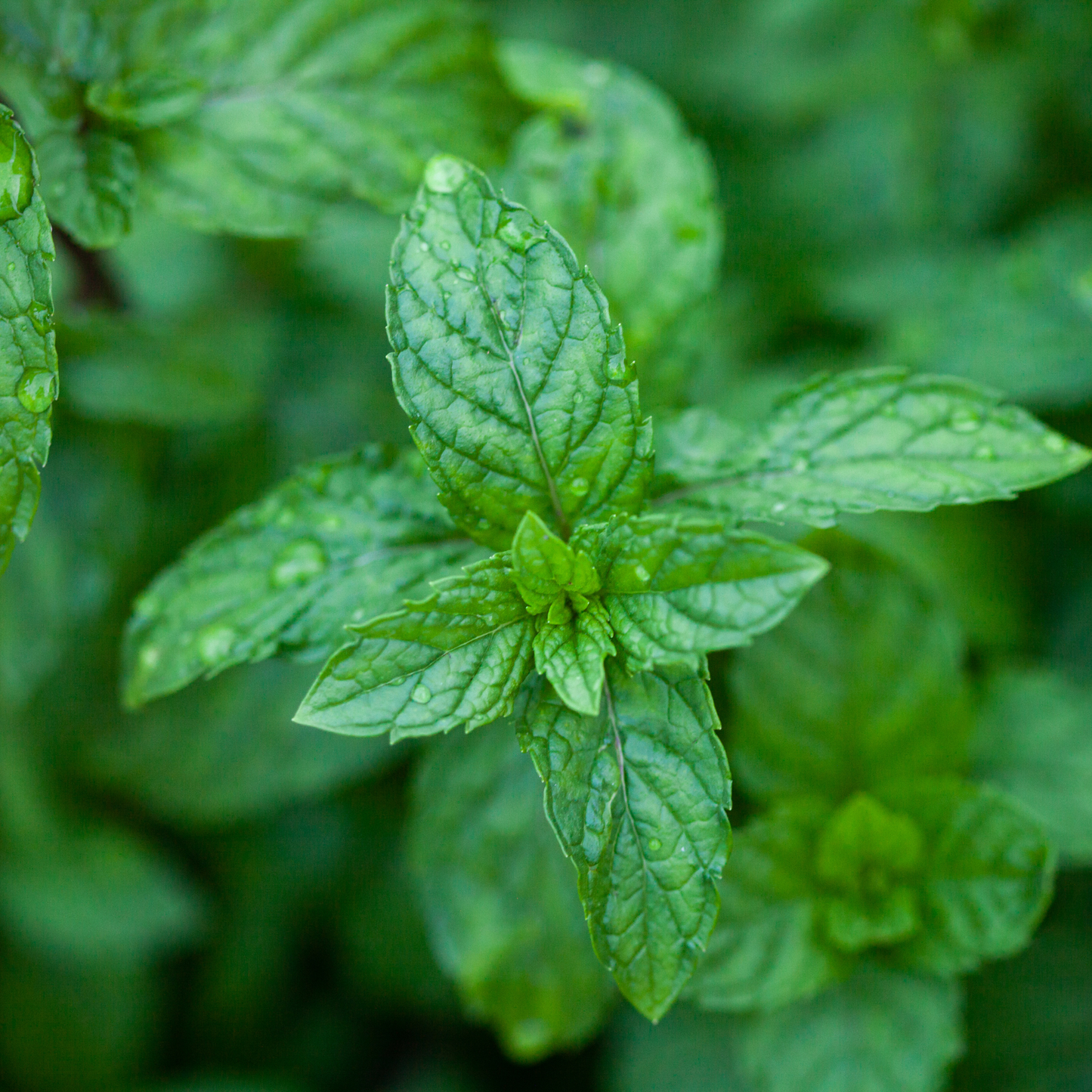 natural cooling herb