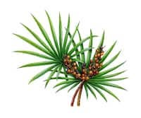 Saw Palmetto Oil - 100 ml