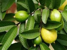 Guava Leaves Dried - 50 Gms