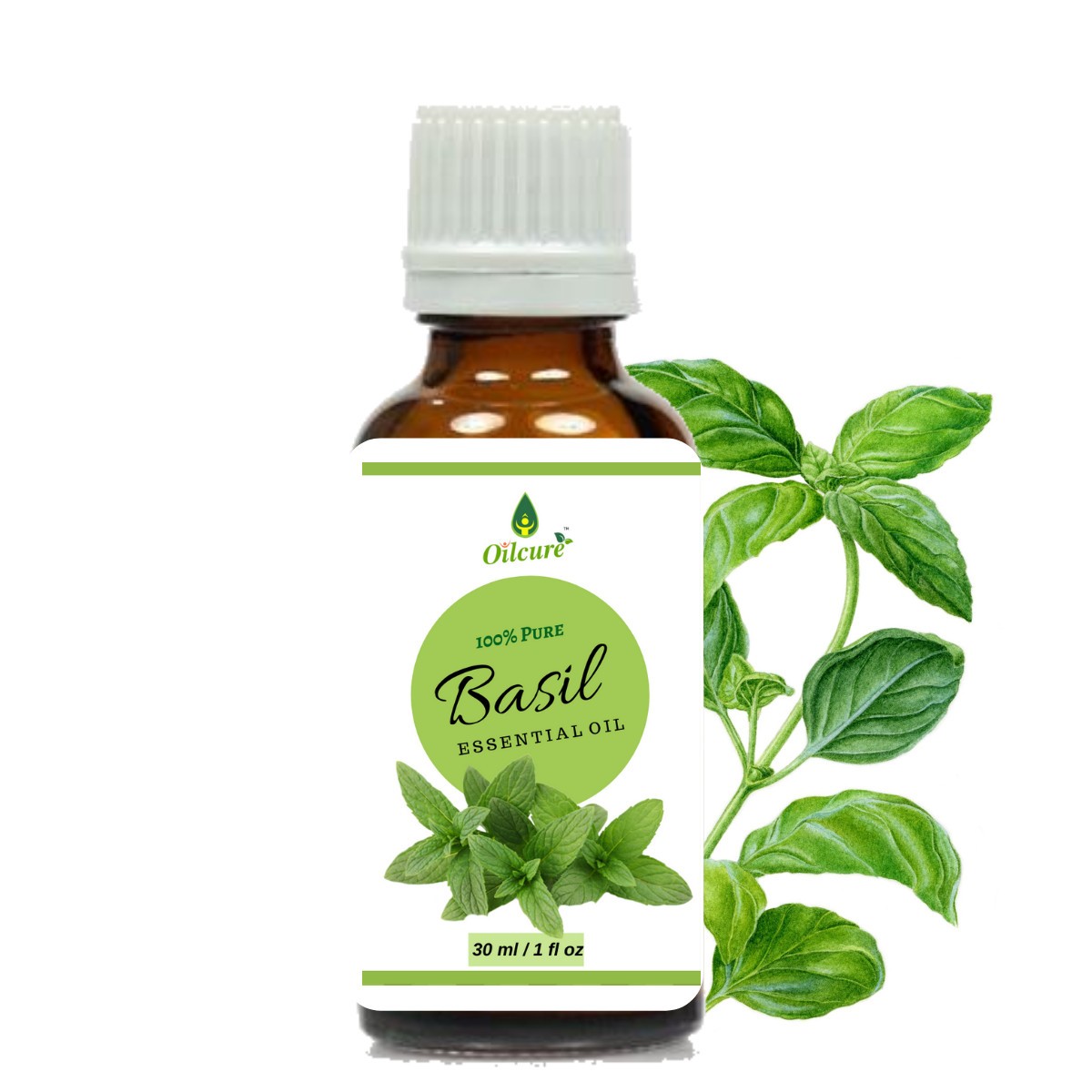 Basil Oil Online Basil Seed Oil Basil Oil Bangalore Basil Oil