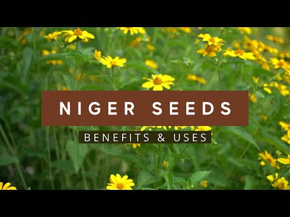 niger seeds contain protein, fat, and essential nutrients 