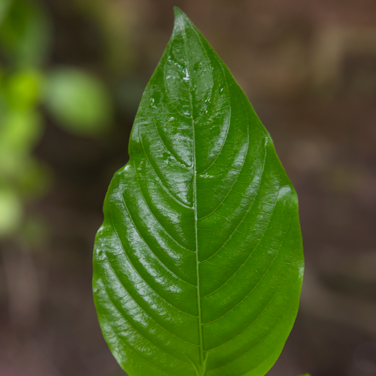 Malabar nut 