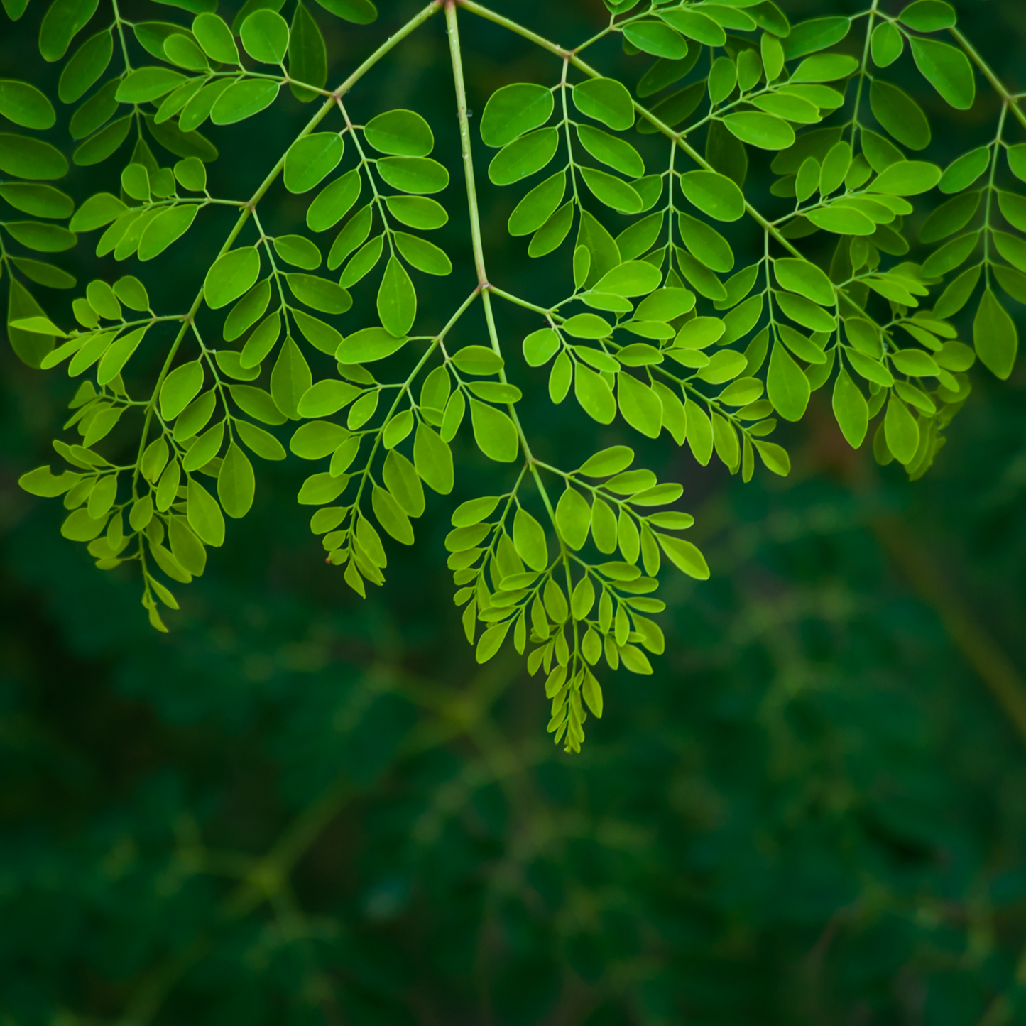 Nxtgen Ayurveda moringa powder
