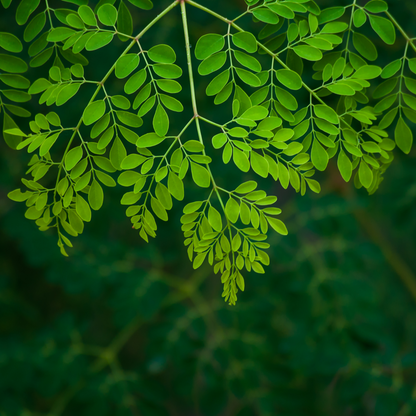 Nxtgen Ayurveda moringa powder