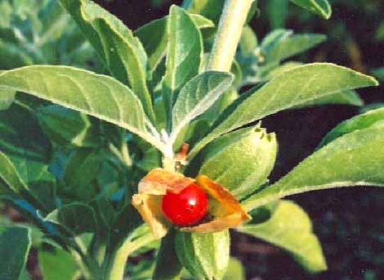 Ashwagandha is believed to help reduce stress, anxiety, and promote overall well-being. 
