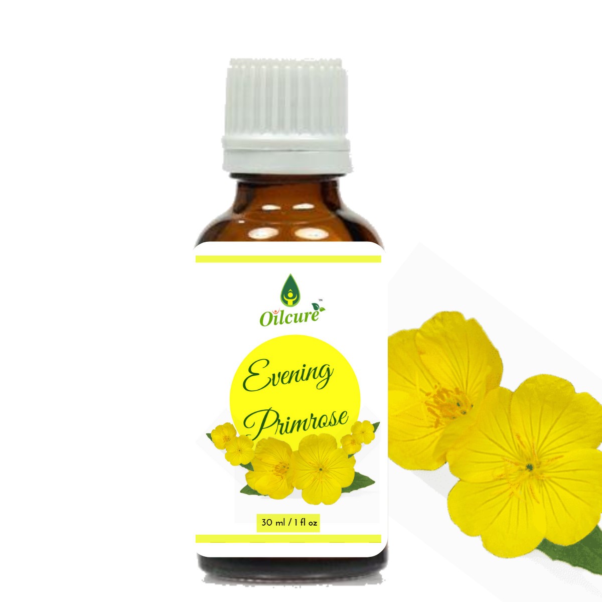  Evening primrose oil is a dietary supplement that is extracted from the seeds of the evening primrose plant